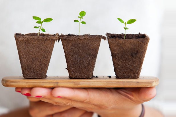 Aprendamos cómo crear una web semilla para nuestros nichos