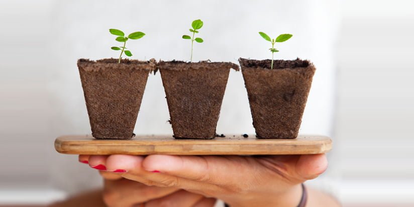 Aprendamos cómo crear una web semilla para nuestros nichos Aprendamos cómo crear una web semilla para nuestros nichos